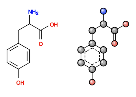 Tyrosine Molecule in skeleton and Ball/Stick Depictions